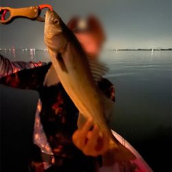 シーバス&ニゴイ