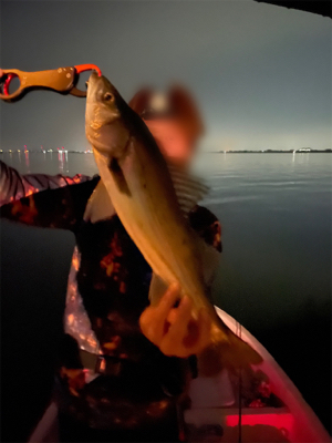 シーバス&ニゴイ