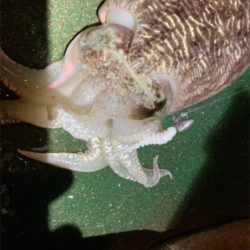 メバリングでまさかのゲスト！