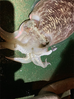 メバリングでまさかのゲスト！