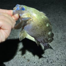 GWメバリング釣行