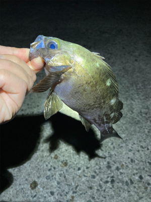 GWメバリング釣行