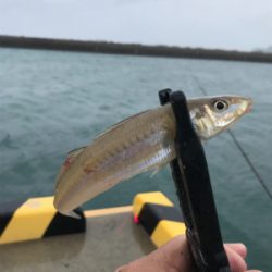 爆風の中ちょい投げ！？