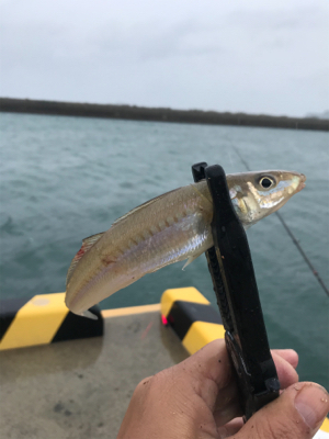 爆風の中ちょい投げ！？