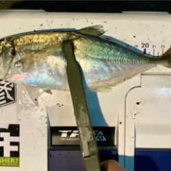 密を避けてアジング（ガシリング）