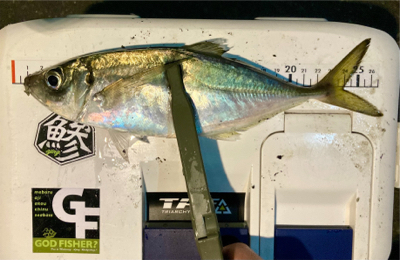 密を避けてアジング（ガシリング）