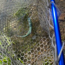 蛇尾川フィッシングエリア