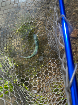 蛇尾川フィッシングエリア