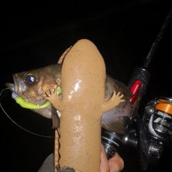 アジング練習　290　