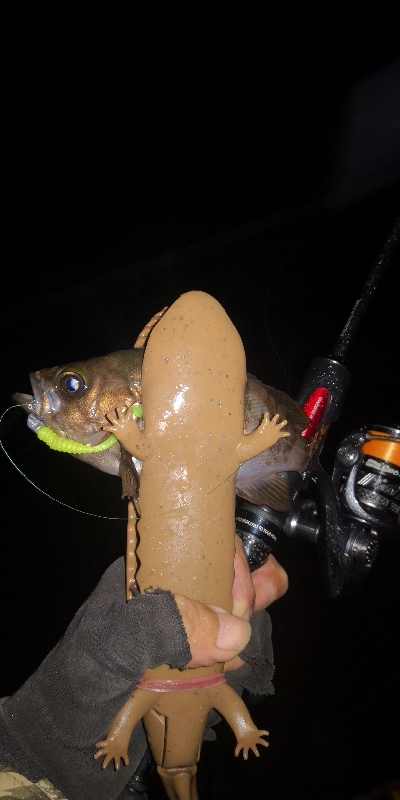 アジング練習　290　