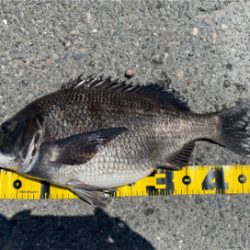 湾奥で良型ノッコミ！