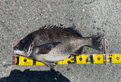 湾奥で良型ノッコミ！