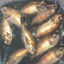 サイズアップ出来ず…