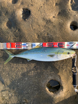 ロックショアで！