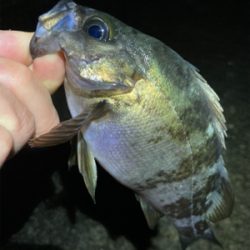 雨上がりのライトゲーム