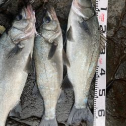 ゴールデンウィーク２回目のヒラスズキ