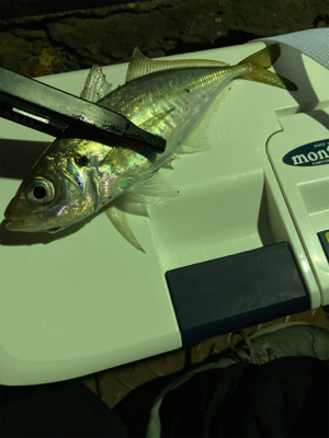 アジングの練習