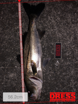 バチパターンで爆釣！