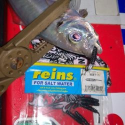 アジング練習　291　