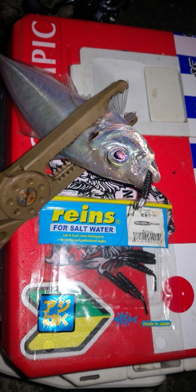 アジング練習　291　