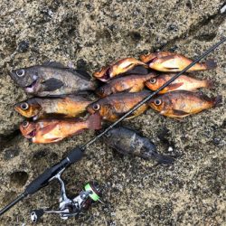 2021 佐渡ヶ島ライトゲーム