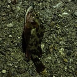 サオノシナリとドラグオン