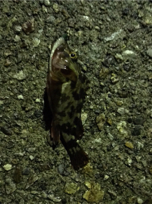 サオノシナリとドラグオン