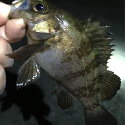 メバル数釣り