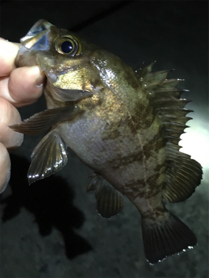 メバル数釣り