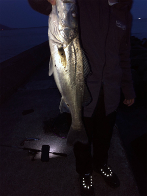 九頭竜川シーバス