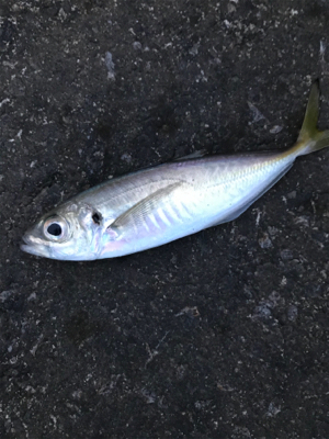 アジ釣り