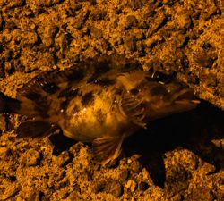 試し投げ釣行。