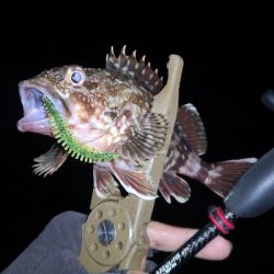 アジング練習 292