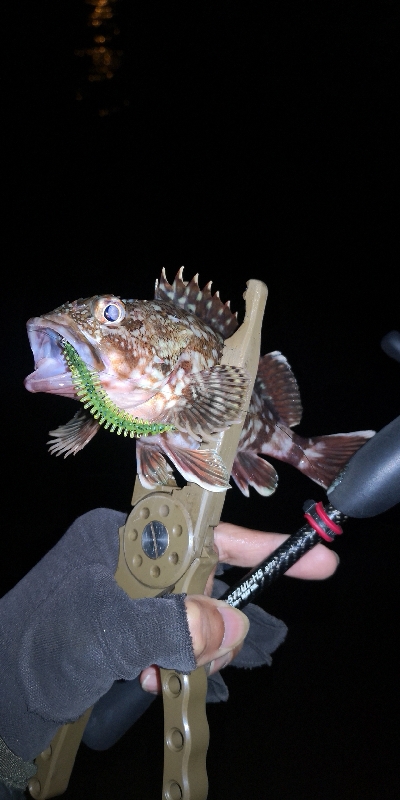 アジング練習　292