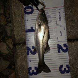 チーバスばかり•••