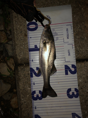 チーバスばかり•••