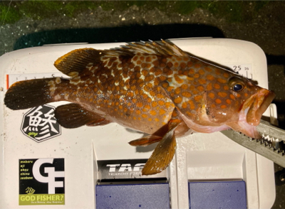 アジングで超嬉しい外道 (^o^)