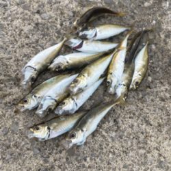 数が減ったようでス