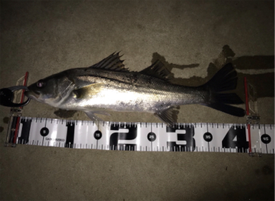 小場所のボイル打ち‼…