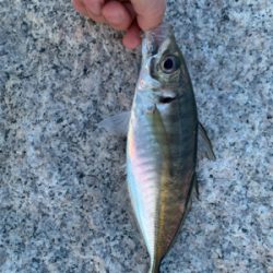 久々アジング！