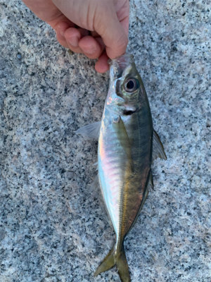 久々アジング！