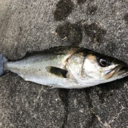 今朝はアタリ多い