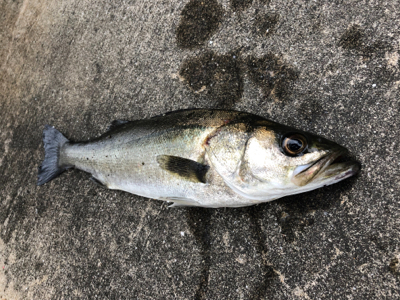 今朝はアタリ多い