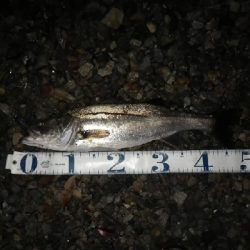 ロケット花火に負けた～