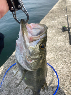 マイクロパターン