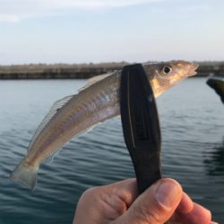 お手軽ちょい投げ