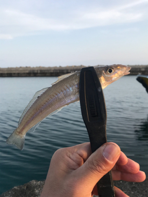 お手軽ちょい投げ