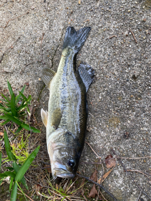 今年初めてのバス釣り。