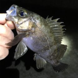 リリースサイズは入れ食い