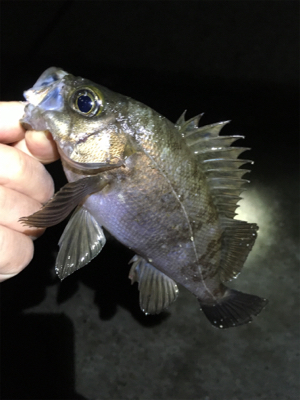 リリースサイズは入れ食い